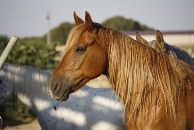 Caballo marron